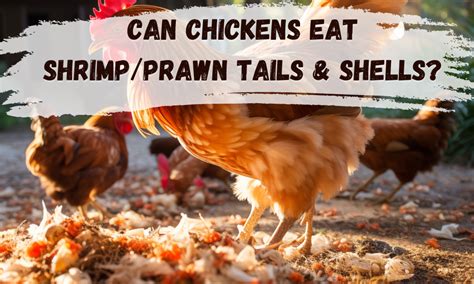 Why We Always Feed Our Flock Shrimp/Prawn Shells .